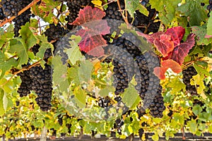 Merlot grapes ripening on vine in vineyard at harvest time