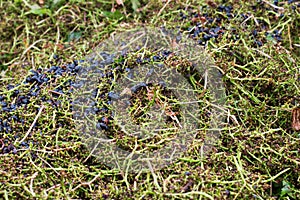 Merlot grapes stems texture