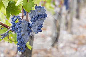 Merlot grapes to produce highest quality wines in Bordeaux, France
