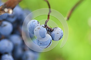 Merlot grapes in a vine during the vine harvesting in Bulgaria