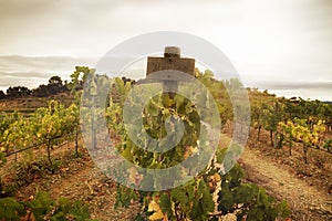 Merlot grapes at vineyard