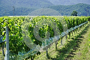 Merlot grapes in vineyard