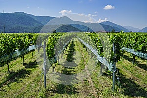 Merlot grapes in vineyard
