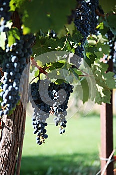 Merlot Grapes in Vineyard