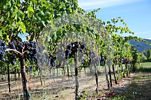 Merlot Grapes in Vineyard