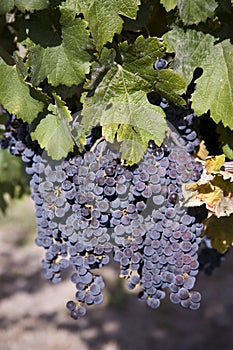 Merlot Grapes in Vineyard