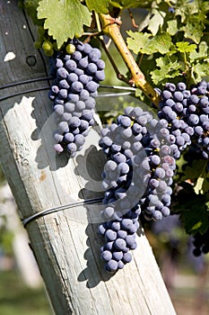 Merlot Grapes in Vineyard