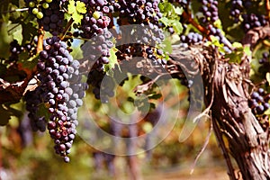 Merlot Grapes in Vineyard photo