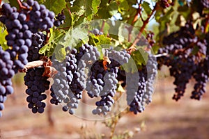 Merlot Grapes in Vineyard