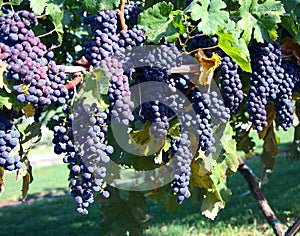 Merlot Grapes in Vineyard photo