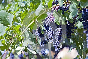 Merlot Grapes in Vineyard