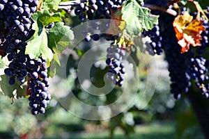 Merlot Grapes in Vineyard photo