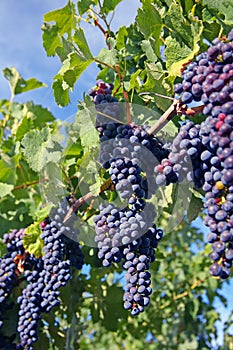 Merlot Grapes in Vineyard