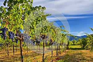 Merlot Grapes in Vineyard HDR