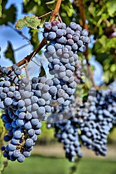 Merlot Grapes in Vineyard HDR photo