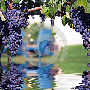 Merlot Grapes in Vineyard Reflecting in Water