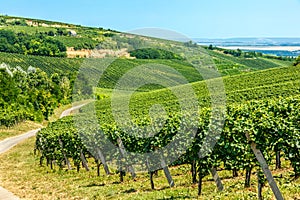 Merlot grapes in a vineyard in VillÃ¡ny, Hungary