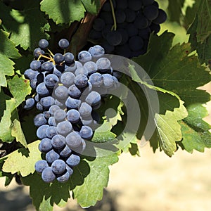 Merlot red wine grapes French vineyard burgundy