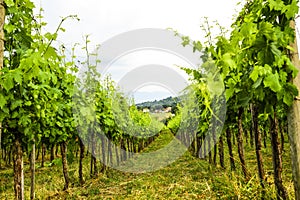 Merlot and Sangiovese vineyard in the Italian countryside. Umbria