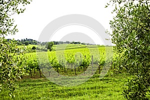 Merlot and Sangiovese vineyard in the Italian countryside. Umbria