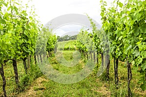 Merlot and Sangiovese vineyard in the Italian countryside. Umbria