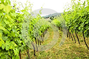 Merlot and Sangiovese vineyard in the Italian countryside. Umbria