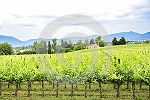 Merlot and Sangiovese vineyard in the Italian countryside. Umbria