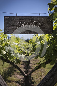 Merlot sign in a vineyard, Argentina