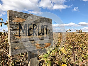 Merlot sign in a vineyard in autumn