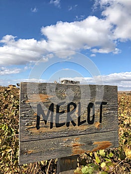 Merlot sign in a vineyard in autumn