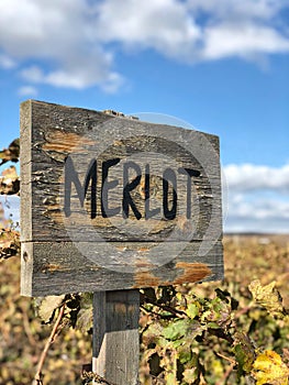 Merlot sign in a vineyard in autumn