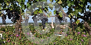 Merlot vineyard on a hill in the italian region of Friuli on a september day.