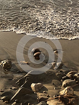 Mermaid lost her coconuts,  coconuts washed ashore