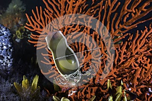 A mermaid\'s purse or shark egg attached to a sea fan