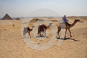 Meroe, Sudan - November, 18, 2017: Cameleer with his camel at sunrise ahead of the pyramids.