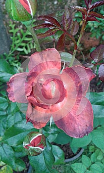 Meroon rose