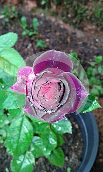 Meroon rose bud