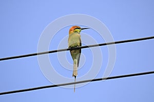 Meropidae bird on a cable with a sky background