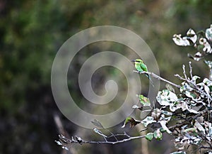 Merops apiaster