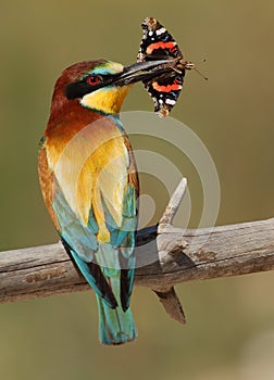 Merops apiaster bee-eater