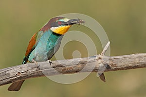 Merops apiaster bee-eater with a bee green backgro photo
