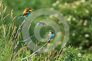 Merops apiaster colorful bird on nice green background with beautiful bokeh and butterfly in its beak