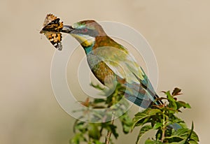 Merops apiaster