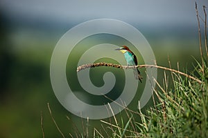 Merops apiaster. Wild nature of Europe. Colorful bird.