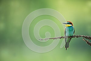 Merops apiaster. Wild nature of Europe. Colorful bird.