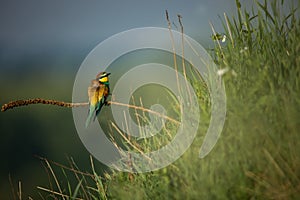 Merops apiaster. Wild nature of Europe. Colorful bird.