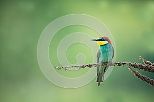 Merops apiaster. Wild nature of Europe. Colorful bird.