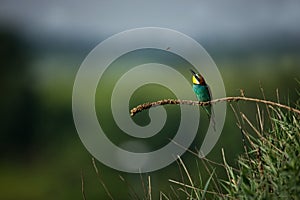 Merops apiaster. Wild nature of Europe. Colorful bird.