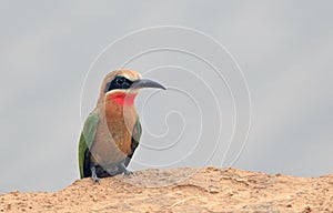 An white fronted bee eater perched on the edge of a sandy riverbank in south luangwa national park, zambia, photo