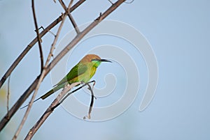 Merops orientalis, green bee-eater
